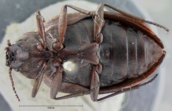 Media type: image;   Entomology 5970 Aspect: habitus ventral view